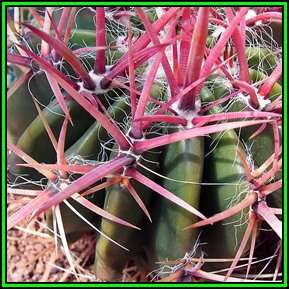 Ferocactus stainessii var. pilosus Seeds - Exotic Succulent Cactus - NEW