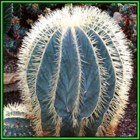 Ferocactus glaucescens - 10 Seed Pack - Blue Barrel Cactus - Exotic Succulent -Verified Seller- NEW