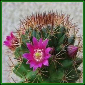 Mammillaria backebergiana - 20 Seed Pack - Verified Seller - Exotic Succulent Cactus - NEW