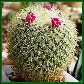 Mammillaria celsiana Seeds - Verified Seller - Insured Shipping - Exotic Succulent Cactus - NEW