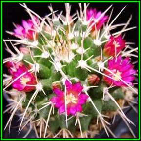 Mammillaria centricirrha - 20 Seed Pack - Verified Seller - Exotic Succulent Cactus - NEW