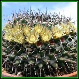 Mammillaria gigantea Seeds - Verified Seller - Exotic Succulent Cactus - NEW