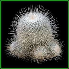 Mammillaria geminispina Seeds - Verified Seller - Exotic Succulent Cactus - NEW