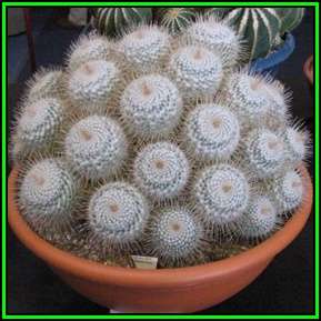 Mammillaria geminispina - 20 Seed Pack - Verified Seller - Exotic Succulent Cactus - NEW