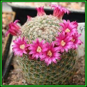 Mammillaria magnifica Seeds - Verified Seller - Exotic Succulent Cactus - NEW