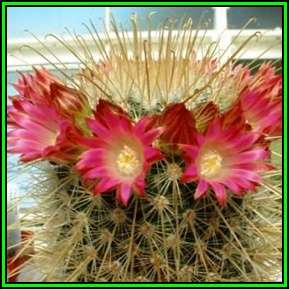 Mammillaria magnifica - 100 Bulk Seed Pack - Verified Seller - Exotic Succulent Cactus - NEW