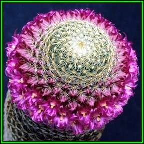 Mammillaria matudae Seeds - Verified Seller - Exotic Succulent Cactus - NEW