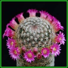 Mammillaria matudae - 20 Seed Pack - Verified Seller - Exotic Succulent Cactus - NEW
