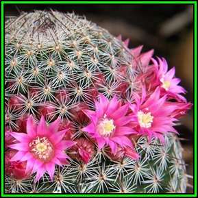 Mammillaria matudae - 100 Bulk Seed Pack - Verified Seller - Exotic Succulent Cactus - NEW