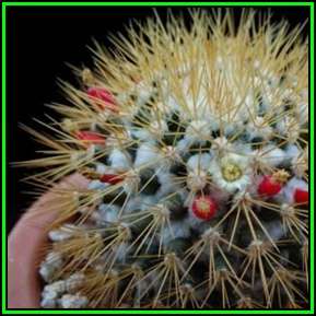 Mammillaria nivosa - 20 Seed Pack - Verified Seller - Exotic Succulent Cactus - NEW