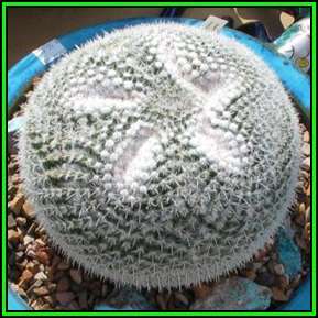 Mammillaria parkinsonii Seeds - Verified Seller - Exotic Succulent Cactus - NEW