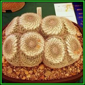 Mammillaria parkinsonii - 20 Seed Pack - Verified Seller - Exotic Succulent Cactus - NEW