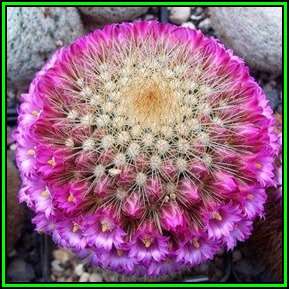 Mammillaria pilcayensis - 100 Bulk Seed Pack - Verified Seller - Exotic Succulent Cactus - NEW