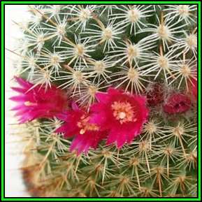 Mammillaria ruestii Cactus Seeds For Sale in South Africa + Get FREE Seeds - Succulents