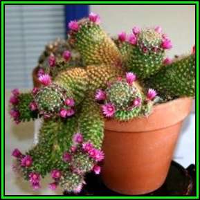 Mammillaria scheidweileriana Seeds - Verified Seller - Exotic Succulent Cactus - NEW