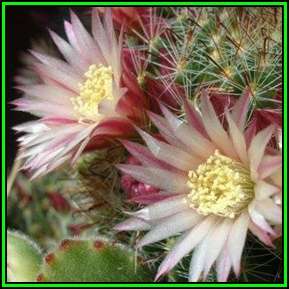 Mammillaria scheidweileriana - 100 Bulk Seed Pack - Verified Seller - Exotic Succulent Cactus - NEW