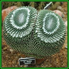Mammillaria sempervivi Seeds - Verified Seller - Exotic Succulent Cactus - NEW