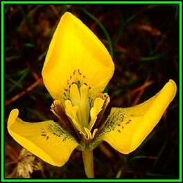 Moraea bellendenii - 10 Seed Pack - Indigenous Endemic Perennial Bulb - Combined Global Shipping