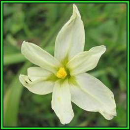 Moraea britteniae Seeds - Indigenous Endemic Perennial Bulb - Global Shipping - New