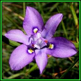 Moraea inclinata - 10 Seed Pack - Indigenous Perennial Bulb - Combined Shipping - New