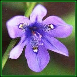 Moraea inclinata Seeds - Indigenous Perennial Bulb - Combined Shipping - New