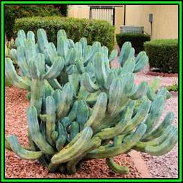 Myrtillocactus geometrizans - 10 Seed Pack - Exotic Cactus Succulent - Edible Ethnobotanical - NEW