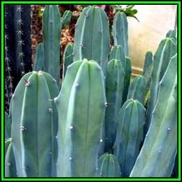 Myrtillocactus geometrizans - 1000 Bulk Seed Pack - Cactus Succulent - Edible Ethnobotanical - NEW