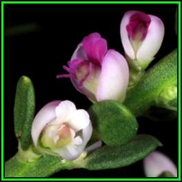 Nylandtia spinosa - Tortoise Berry Seeds - Flat Seed Ship Rate - Indigenous Shrub - NEW