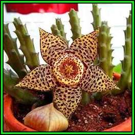 Orbea variegata Seeds - Indigenous South African Stapeliad Succulents - NEW