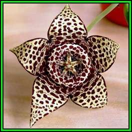 Orbea variegata - 10 Seed Pack - Indigenous South African Stapeliad Succulents - NEW