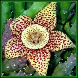 Orbea variegata - 20 Seed Pack - Indigenous South African Stapeliad Succulents - NEW