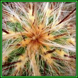 Oreocereus celsianus Seeds - Exotic Cactus Succulent -Combined Global Shipping- NEW