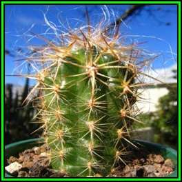 Oreocereus fossulatus - 10 Seed Pack - Exotic Cactus Succulent -Combined Global Shipping- NEW