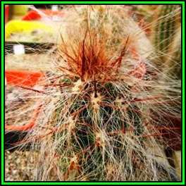 Oreocereus fossulatus rubrispina Seeds - Exotic Cactus Succulent - Combined Shipping - NEW