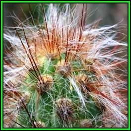 Oreocereus fossulatus rubrispina - 10 Seed Pack - Exotic Cactus Succulent - Combined Shipping - NEW