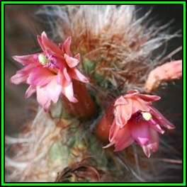 Oreocereus fossulatus rubrispina - 100 Bulk Seed Pack - Exotic Cactus Succulent + FREE Seeds- NEW