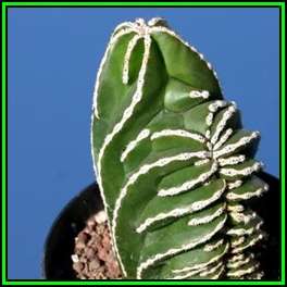 Pachycereus marginatus Seeds - Exotic Cactus, Insured Combined Shipping, NEW