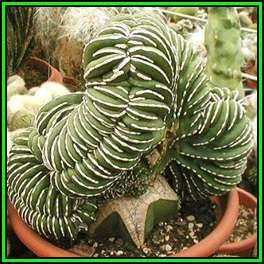 Pachycereus marginatus -10 Seed Pack- Exotic Cactus, Insured Combined Shipping, NEW