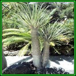 Pachypodium geayi Seeds - Madagascan Succulent Tree - Combined Global Shipping - NEW