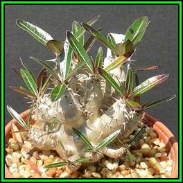 Pachypodium rosulatum cactipes Seeds - Madagascan Caudiciform Succulent - Combined Ship - NEW