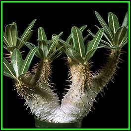 Pachypodium rosulatum cactipes -5 Seed Pack- Madagascan Caudiciform Succulent - Combined Ship - NEW