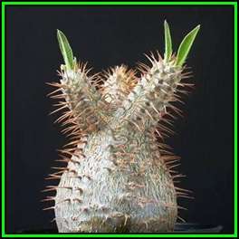 Pachypodium rosulatum gracilis - Isalo Elephants Foot - 5 Seed Pack - Madagascan Succulent - NEW