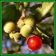 Pappea capensis Seeds - Indigenous Fruit Tree, Jacket Plum, Bushveld Cherry - New