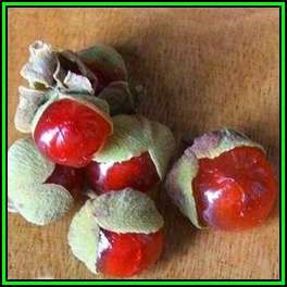 Pappea capensis - 10 Seed Pack - Indigenous Fruit Tree, Jacket Plum, Bushveld Cherry - New