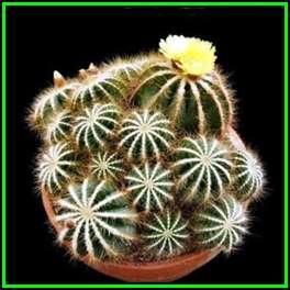 Parodia magnifica Seeds - Verified Seller - Exotic Succulent Cactus - NEW