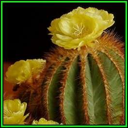 Parodia magnifica - 100 Bulk Seed Pack - Verified Seller - Exotic Succulent Cactus - NEW