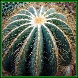 Parodia magnifica - 50 Bulk Seed Pack - Verified Seller - Exotic Succulent Cactus - NEW