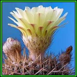Parodia mammulosa Seeds - Verified Seller - Exotic Succulent Cactus - NEW