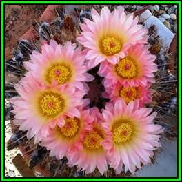 Parodia roseolutea - 10 Seed Pack - Verified Seller - Exotic Succulent Cactus - NEW