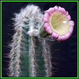 Pilosocereus leucocephalus - 10 Seed Pack- Exotic Succulent Cactus -Insured Shipping- NEW